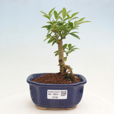 Vonkajší bonsai - Ligustrum vulgare - Vtáčí zob