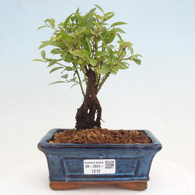 Vonkajšie bonsai - Prunus spinosa - trnka