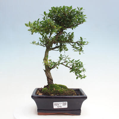 Izbová bonsai - Ilex crenata - Cezmína