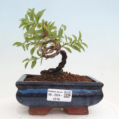 Vonkajšie bonsai - Prunus spinosa - trnka