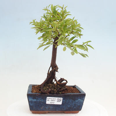 Vonkajšie bonsai - Prunus spinosa - trnka