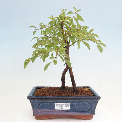 Vonkajšie bonsai - Prunus spinosa - trnka