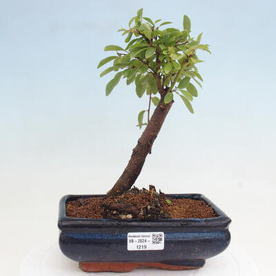 Vonkajšie bonsai - Prunus spinosa - trnka