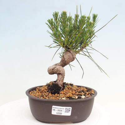 Vonkajší bonsai - Pinus thunbergii - Borovica thunbergova