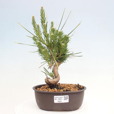 Vonkajší bonsai - Pinus thunbergii - Borovica thunbergova - 1