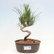 Vonkajší bonsai - Pinus thunbergii - Borovica thunbergova - 1/4