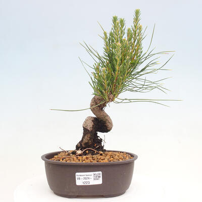 Vonkajší bonsai - Pinus thunbergii - Borovica thunbergova - 1