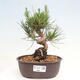 Vonkajší bonsai - Pinus thunbergii - Borovica thunbergova - 1/4