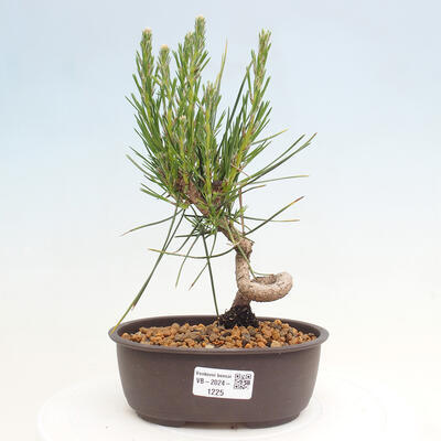 Vonkajší bonsai - Pinus thunbergii - Borovica thunbergova - 1