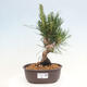 Vonkajší bonsai - Pinus thunbergii - Borovica thunbergova - 1/4