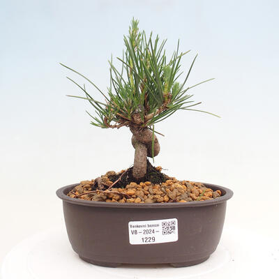 Vonkajší bonsai - Pinus thunbergii - Borovica thunbergova - 1