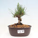 Vonkajší bonsai - Pinus thunbergii - Borovica thunbergova - 1/4