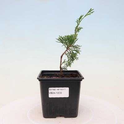 Vonkajší bonsai - Juniperus chinensis ITOIGAWA -Jalovec čínsky