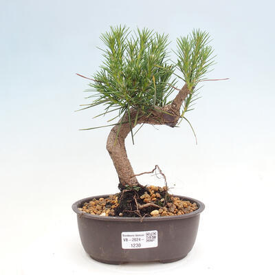 Vonkajší bonsai - Pinus thunbergii - Borovica thunbergova - 1