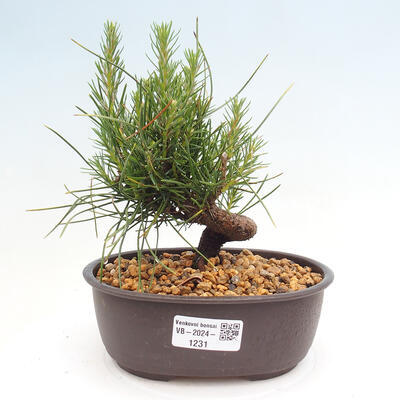 Vonkajší bonsai - Pinus thunbergii - Borovica thunbergova - 1