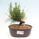 Vonkajší bonsai - Pinus thunbergii - Borovica thunbergova - 1/4