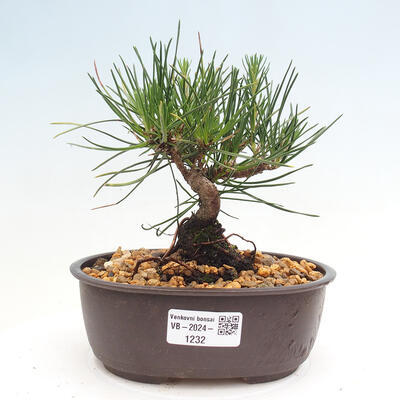 Vonkajší bonsai - Pinus thunbergii - Borovica thunbergova - 1