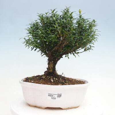 Izbová bonsai - Buxus harlandii - korkový buxus - 1