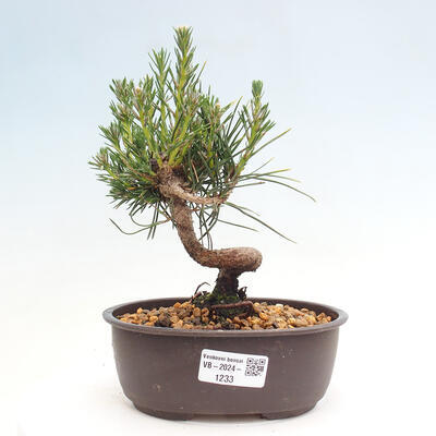 Vonkajší bonsai - Pinus thunbergii - Borovica thunbergova - 1