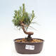 Vonkajší bonsai - Pinus thunbergii - Borovica thunbergova - 1/4