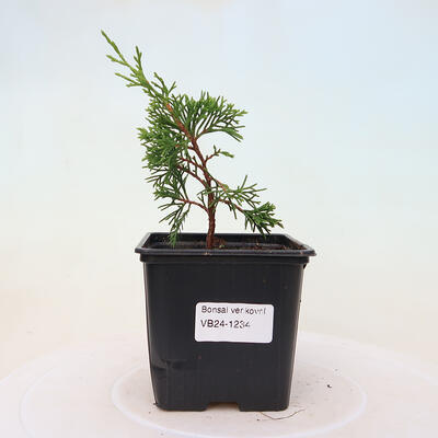 Vonkajší bonsai - Juniperus chinensis ITOIGAWA -Jalovec čínsky