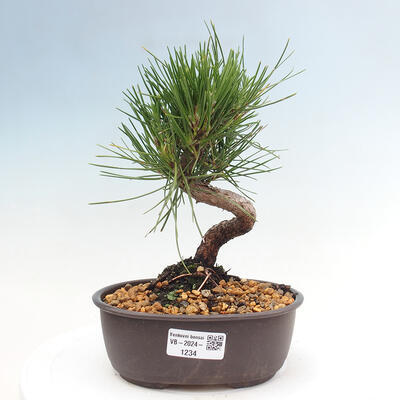 Vonkajší bonsai - Pinus thunbergii - Borovica thunbergova - 1