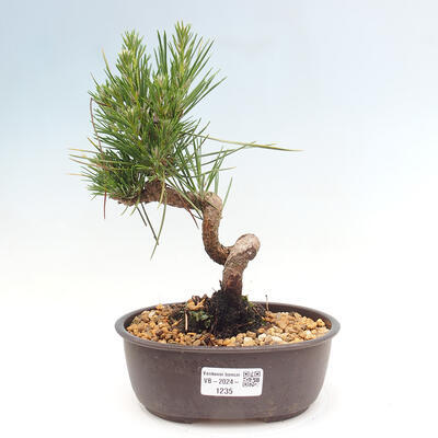 Vonkajší bonsai - Pinus thunbergii - Borovica thunbergova - 1