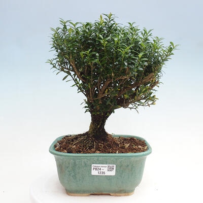 Izbová bonsai - Buxus harlandii - korkový buxus - 1