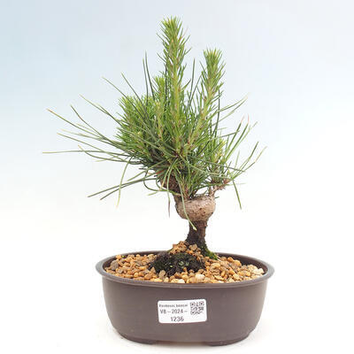 Vonkajší bonsai - Pinus thunbergii - Borovica thunbergova - 1