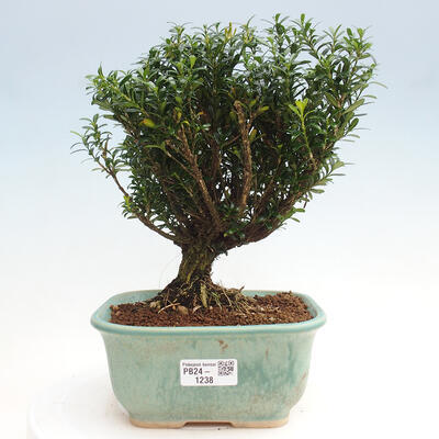 Izbová bonsai - Buxus harlandii - korkový buxus - 1