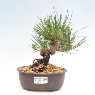 Vonkajší bonsai - Pinus thunbergii - Borovica thunbergova - 1