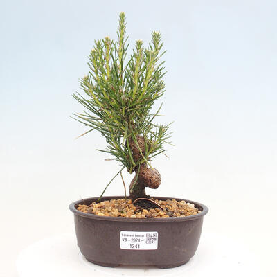 Vonkajší bonsai - Pinus thunbergii - Borovica thunbergova - 1