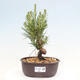 Vonkajší bonsai - Pinus thunbergii - Borovica thunbergova - 1/4