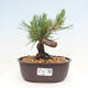 Vonkajší bonsai - Pinus thunbergii - Borovica thunbergova - 1/4