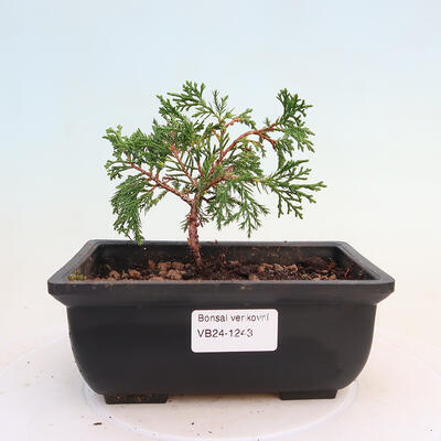 Vonkajší bonsai - Juniperus chinensis ITOIGAWA -Jalovec čínsky