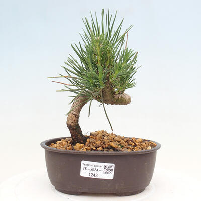 Vonkajší bonsai - Pinus thunbergii - Borovica thunbergova - 1