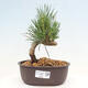 Vonkajší bonsai - Pinus thunbergii - Borovica thunbergova - 1/4