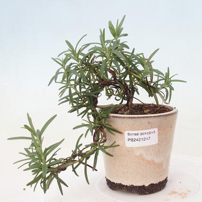 Izbová bonsai - Rozmarín lekársky-Rosmarinus officinalis - 1