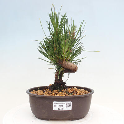 Vonkajší bonsai - Pinus thunbergii - Borovica thunbergova - 1