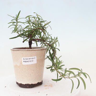 Izbová bonsai - Rozmarín lekársky-Rosmarinus officinalis - 1