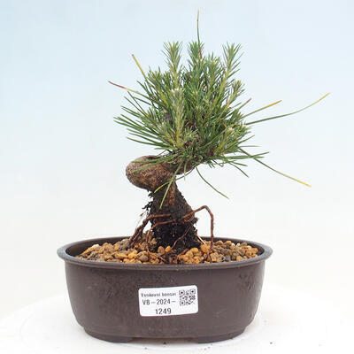 Vonkajší bonsai - Pinus thunbergii - Borovica thunbergova - 1