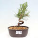 Vonkajší bonsai - Pinus thunbergii - Borovica thunbergova - 1/4