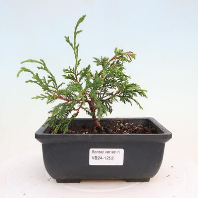 Vonkajší bonsai - Juniperus chinensis ITOIGAWA -Jalovec čínsky