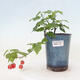 Izbová bonsai - Abutilon Big Bell - Mračniak poříční - 1/3