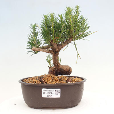 Vonkajší bonsai - Pinus thunbergii - Borovica thunbergova - 1