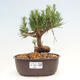 Vonkajší bonsai - Pinus thunbergii - Borovica thunbergova - 1/4