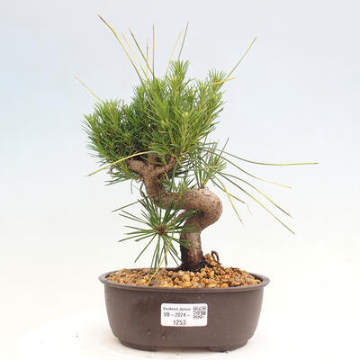 Vonkajší bonsai - Pinus thunbergii - Borovica thunbergova - 1