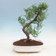 Izbová bonsai - Zantoxylum piperitum - Pepřovník - 1/4