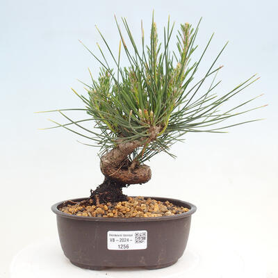 Vonkajší bonsai - Pinus thunbergii - Borovica thunbergova - 1