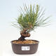 Vonkajší bonsai - Pinus thunbergii - Borovica thunbergova - 1/4